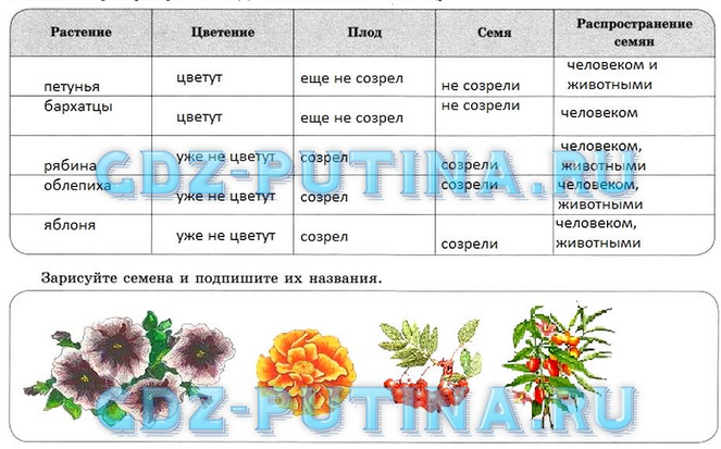 Ответы на таблицу по фото