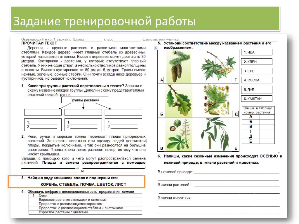 Технологическая карта урока 3 класс разнообразие растений