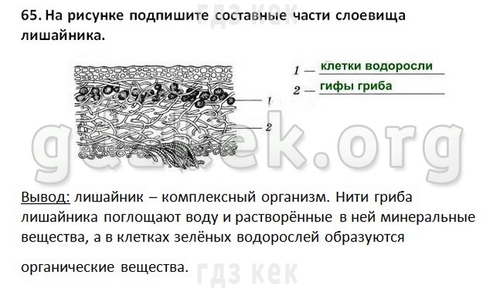 Биология 5 класс пасечник ответы