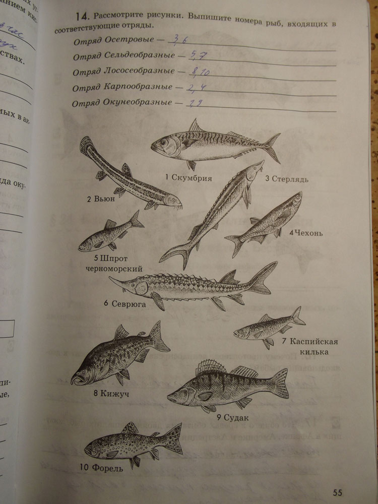 Рассмотрите рисунок на котором изображена акула