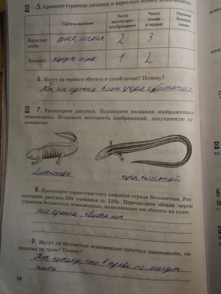 Рассмотрите рисунки надпишите к каким отрядам относятся изображенные животные