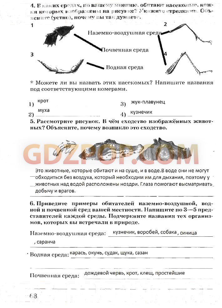 В каких средах по вашему мнению обитают насекомые ножки которых изображены на рисунке