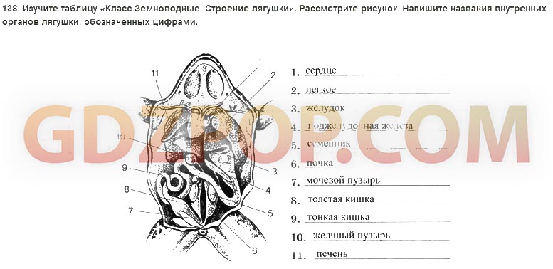 Рассмотрите покровы тела лягушки