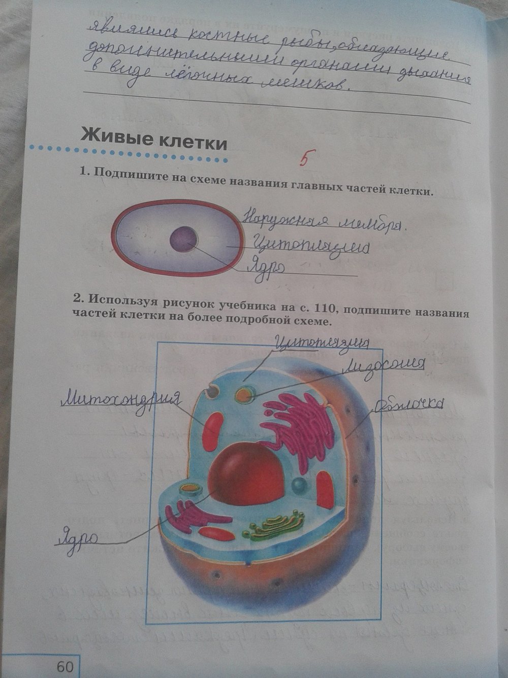 Рассмотрите рисунок 5 класс. Биология 5 класс Сивоглазов строение клетки. Строение животной клетки 5 класс биология рисунок Плешаков Сонин. Биология 5 класс Плешаков а.а Сонин н.и. Учебник по биологии 5 класс клетка.