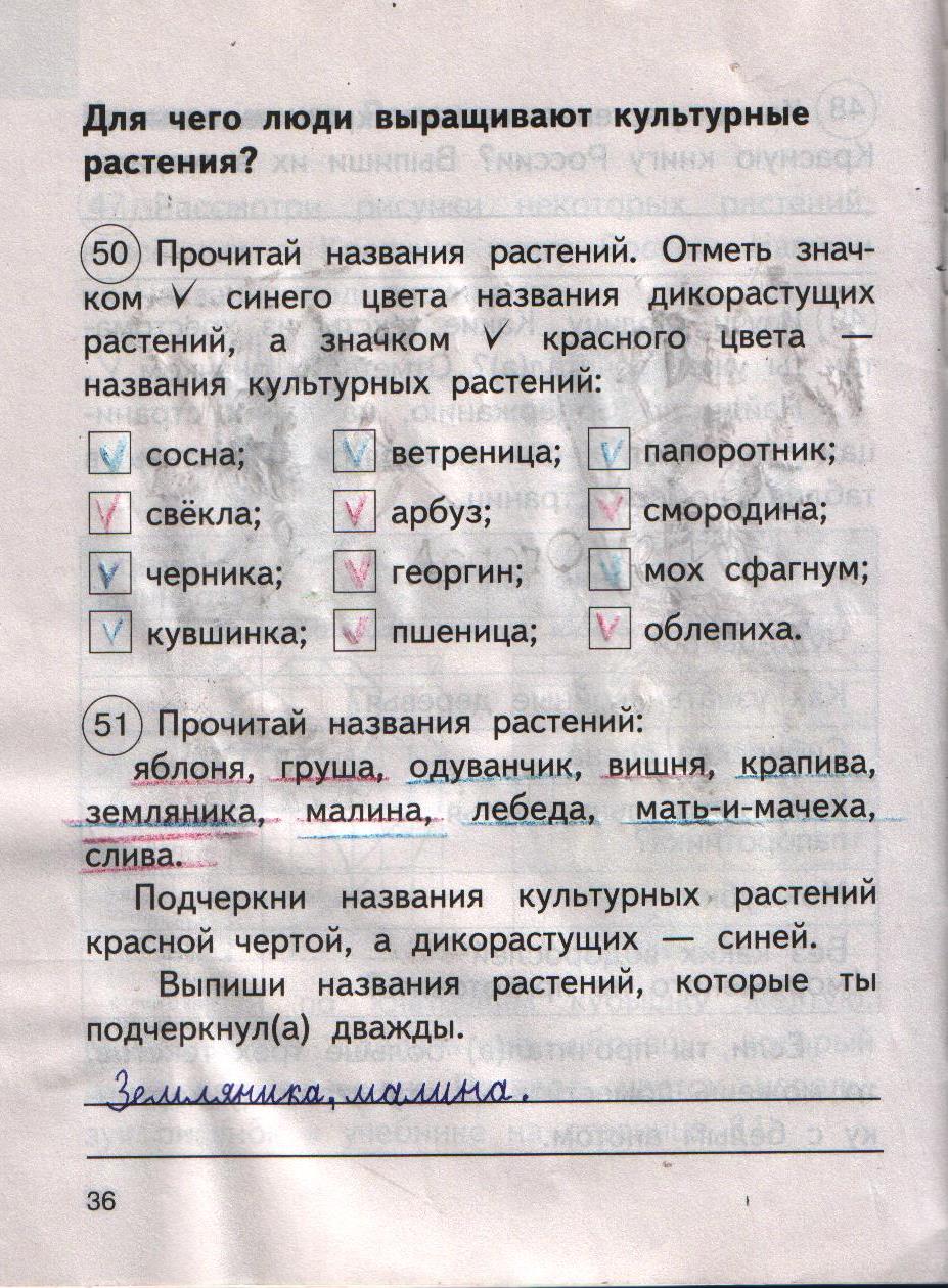 Окружающий мир 2 класс рабочая тетрадь дикорастущие. Окружающих мир 2 класс рабочая тетрадь стр 36. Окружающий мир 2 класс рабочая тетрадь стр 36. Стр 36 окружающий мир 1 часть рабочая. Окружающий мир 2 класс рабочая тетрадь 1 часть страница 36.